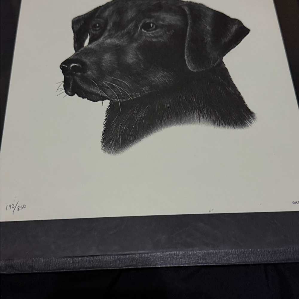 Steven Michael Gardner Black Lab Retriever Print 142/850 COA Framed Wildlife Art